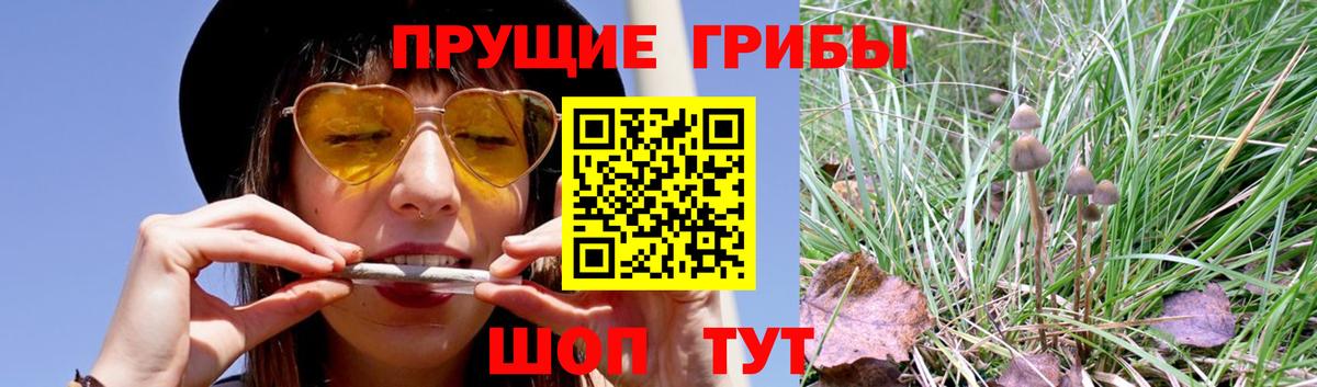 Каменка  где можно купить наркотик  Вход с VPN  Псилоцибиновые грибы прущие грибы 